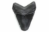Fossil Megalodon Tooth - South Carolina #370478-1